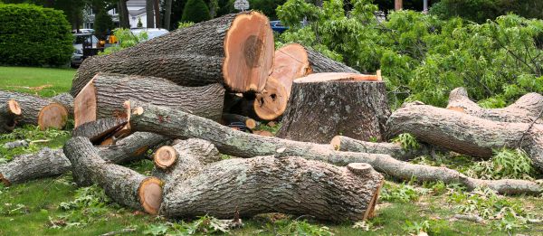 Large Tree Removal in Lenexa