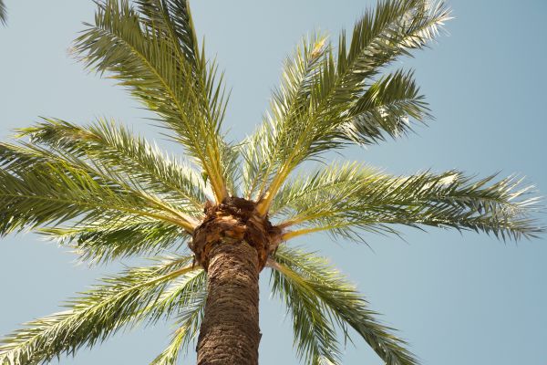 Palm Tree Removal in Lenexa