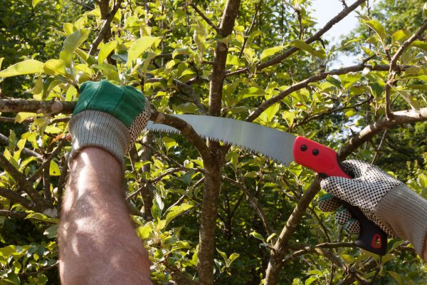 Small Tree Removal in Lenexa