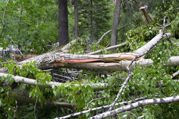 Birch Tree Removal in Lenexa