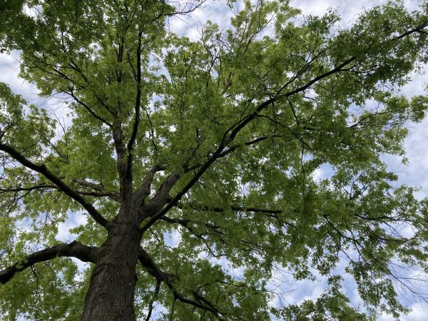 Oak Tree Removal in Lenexa