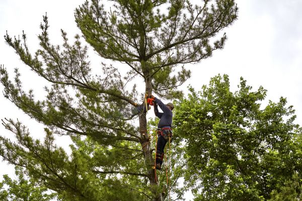 Pine Tree Removal in Lenexa