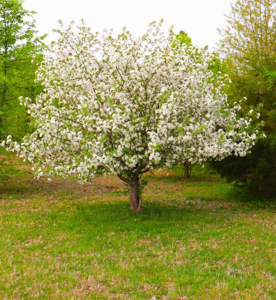 Dogwood Tree Removal in Lenexa