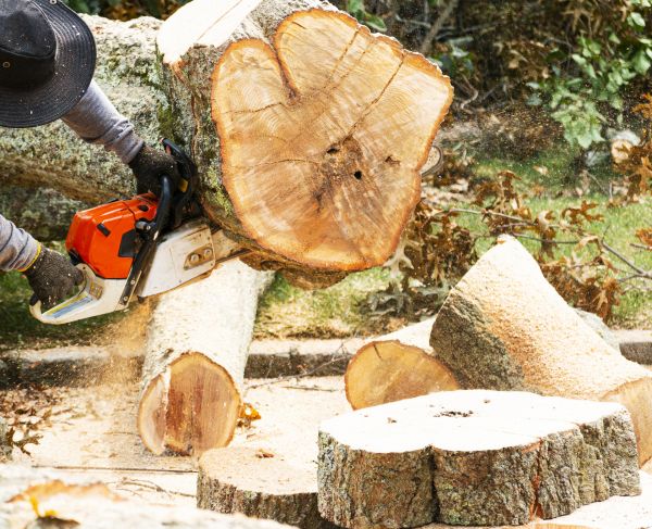 Tree Removal Service in Lenexa