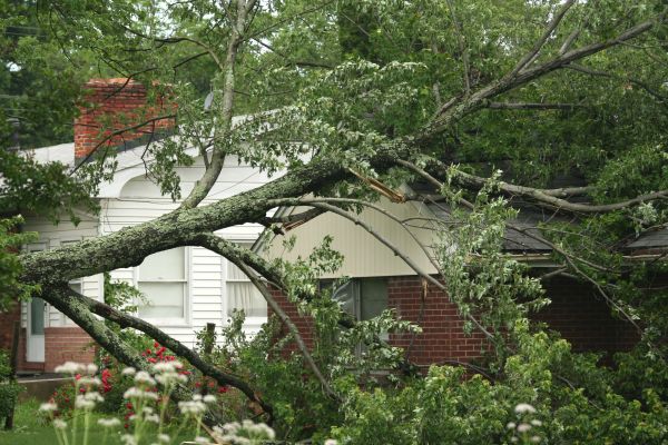 Emergency Tree Removal in Lenexa