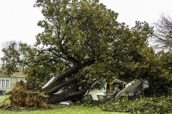 Fallen Tree Removal in Lenexa