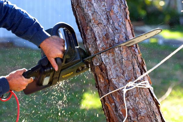Dead Tree Removal in Lenexa